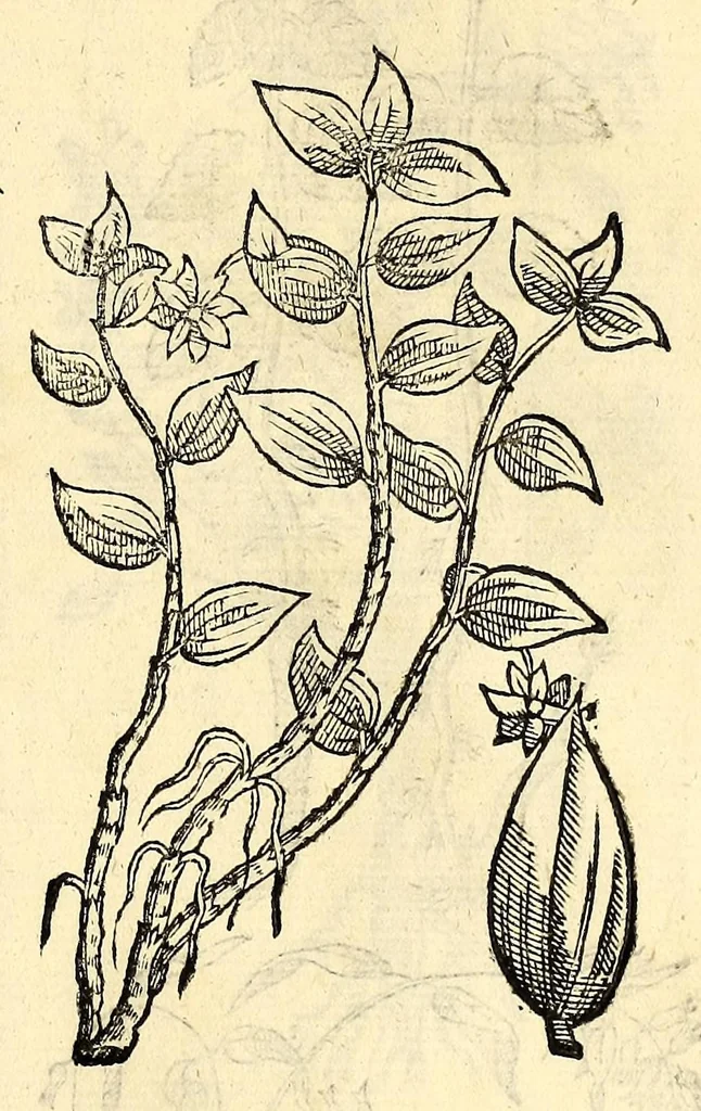 An illustration from Nova plantarum, animalium et mineralium Mexicanorum historia, 1651, leaf 283