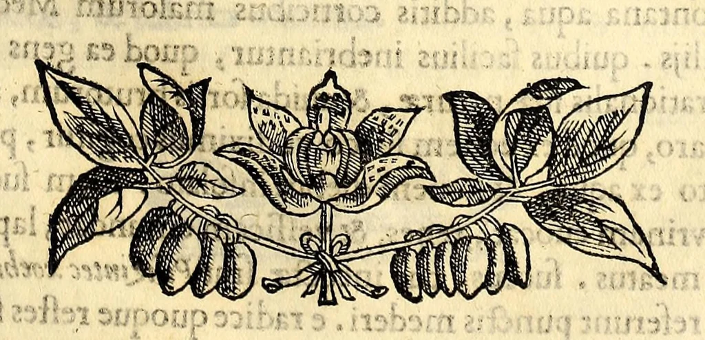 An illustration from Nova plantarum, animalium et mineralium Mexicanorum historia, 1651, leaf 289