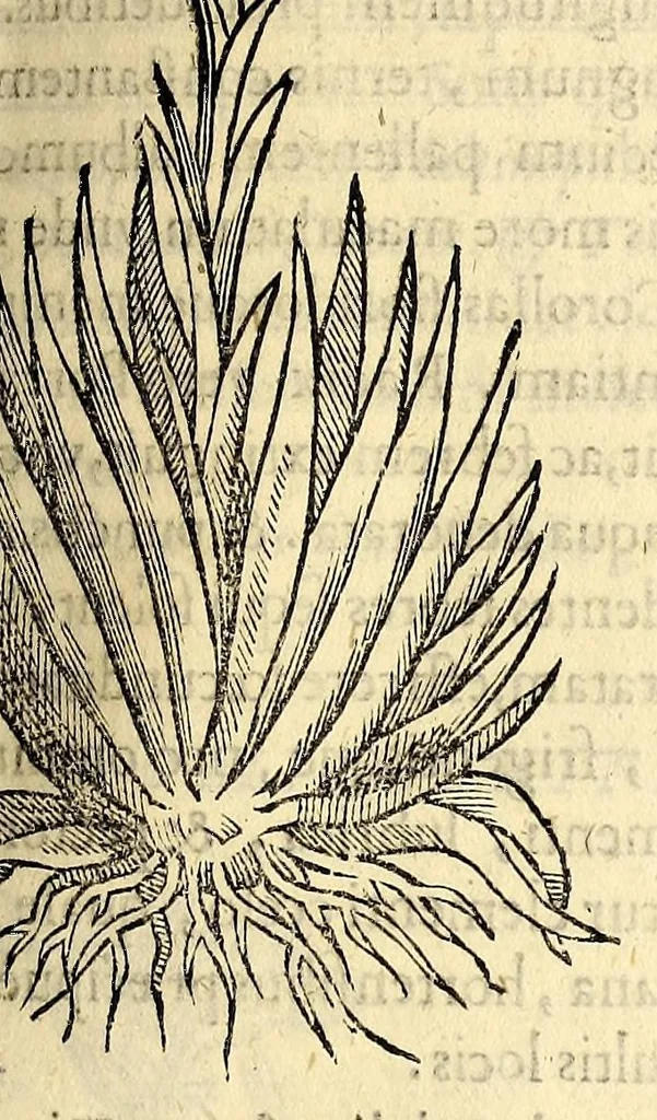 An illustration from Nova plantarum, animalium et mineralium Mexicanorum historia, 1651, leaf 295