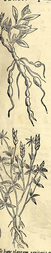 An illustration from Nova plantarum, animalium et mineralium Mexicanorum historia, 1651, leaf 301