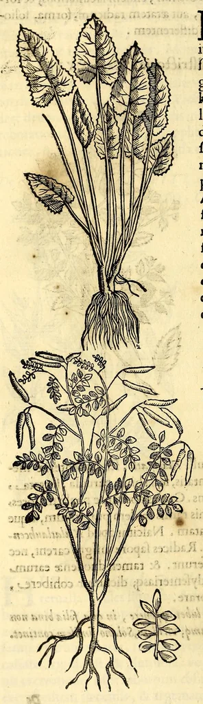 An illustration from Nova plantarum, animalium et mineralium Mexicanorum historia, 1651, leaf 306
