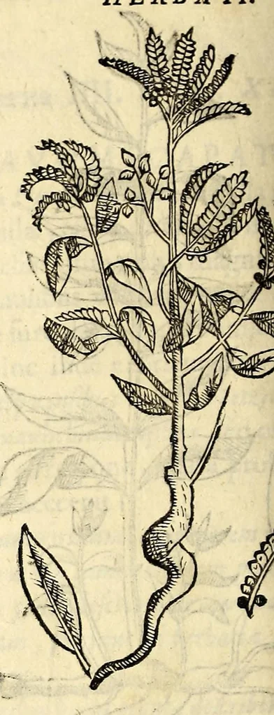 An illustration from Nova plantarum, animalium et mineralium Mexicanorum historia, 1651, leaf 312