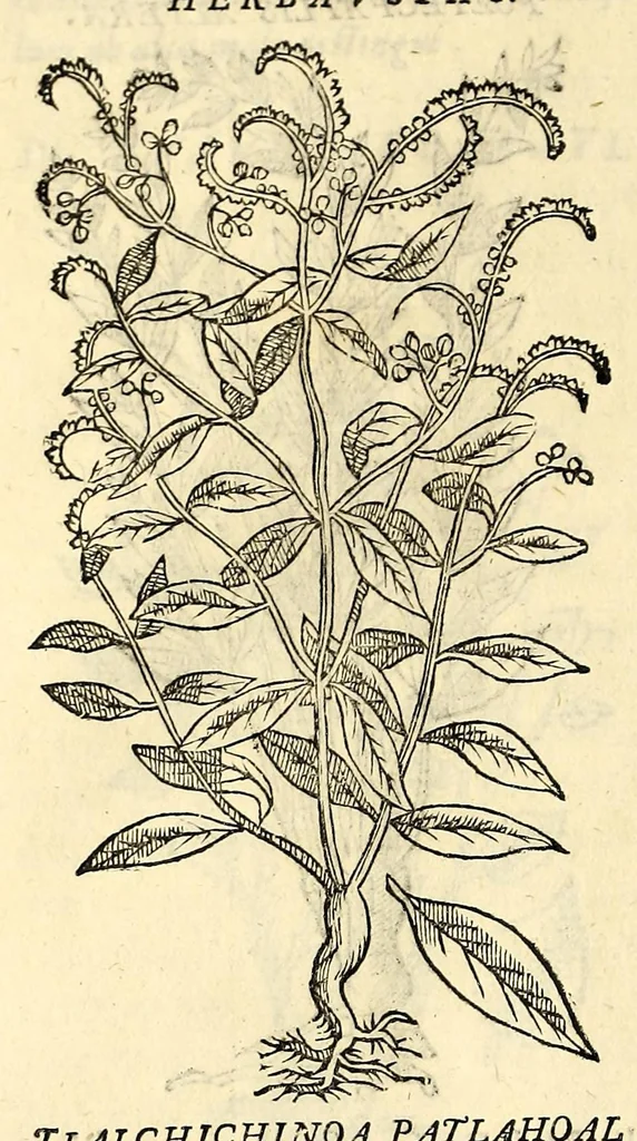 An illustration from Nova plantarum, animalium et mineralium Mexicanorum historia, 1651, leaf 312