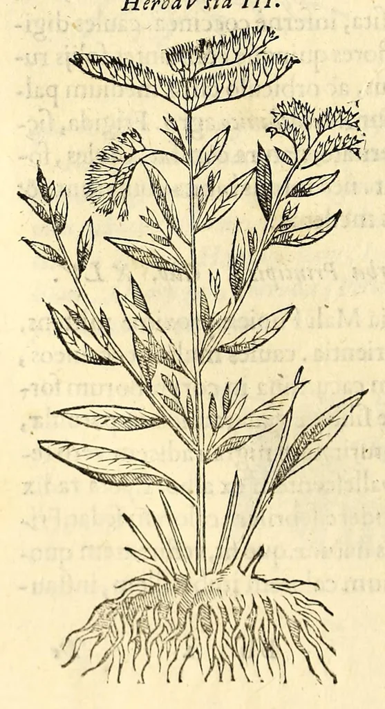 An illustration from Nova plantarum, animalium et mineralium Mexicanorum historia, 1651, leaf 312
