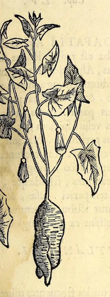 An illustration from Nova plantarum, animalium et mineralium Mexicanorum historia, 1651, leaf 319