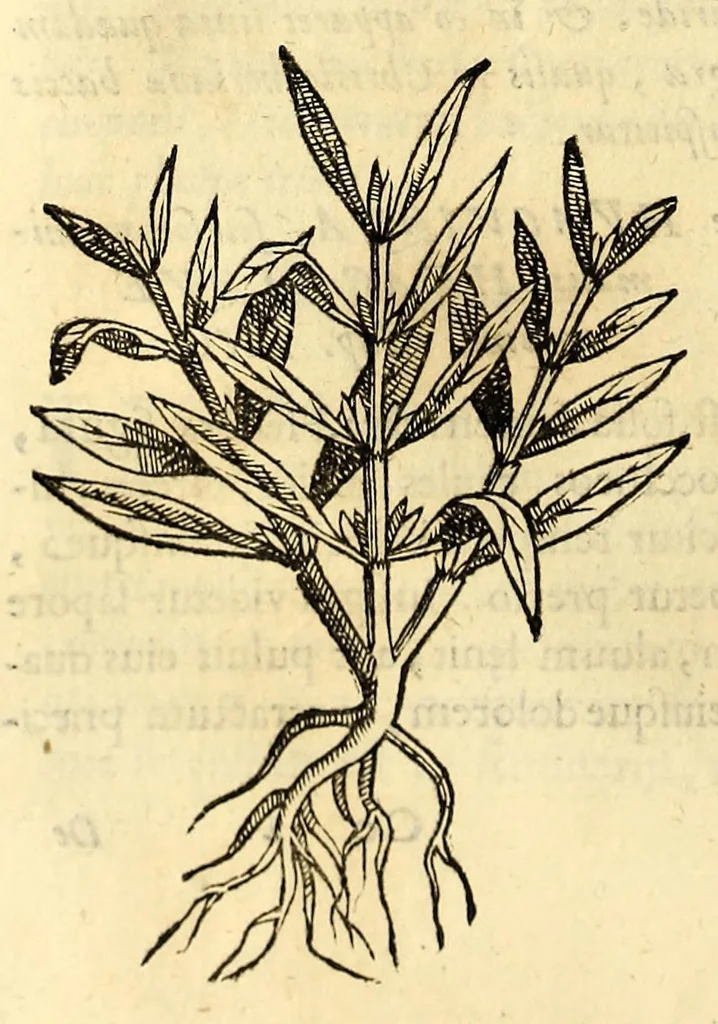 An illustration from Nova plantarum, animalium et mineralium Mexicanorum historia, 1651, leaf 326