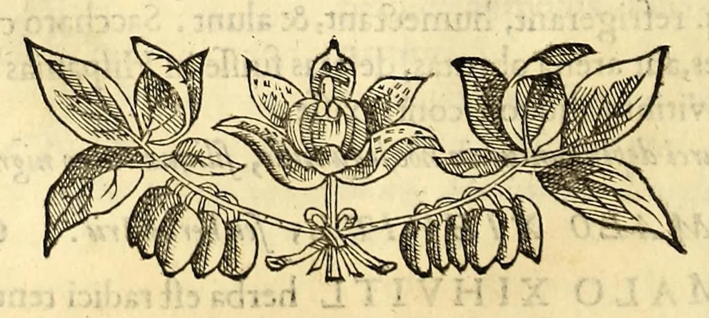 An illustration from Nova plantarum, animalium et mineralium Mexicanorum historia, 1651, leaf 332
