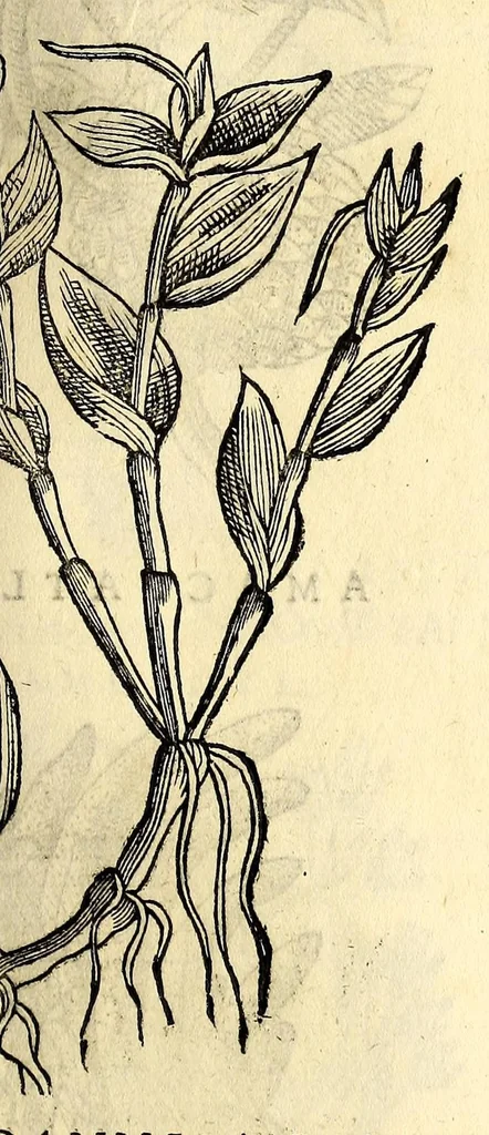 An illustration from Nova plantarum, animalium et mineralium Mexicanorum historia, 1651, leaf 369