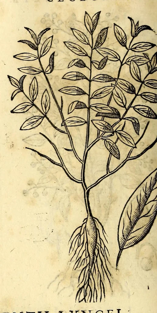 An illustration from Nova plantarum, animalium et mineralium Mexicanorum historia, 1651, leaf 384