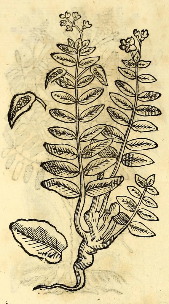 An illustration from Nova plantarum, animalium et mineralium Mexicanorum historia, 1651, leaf 384