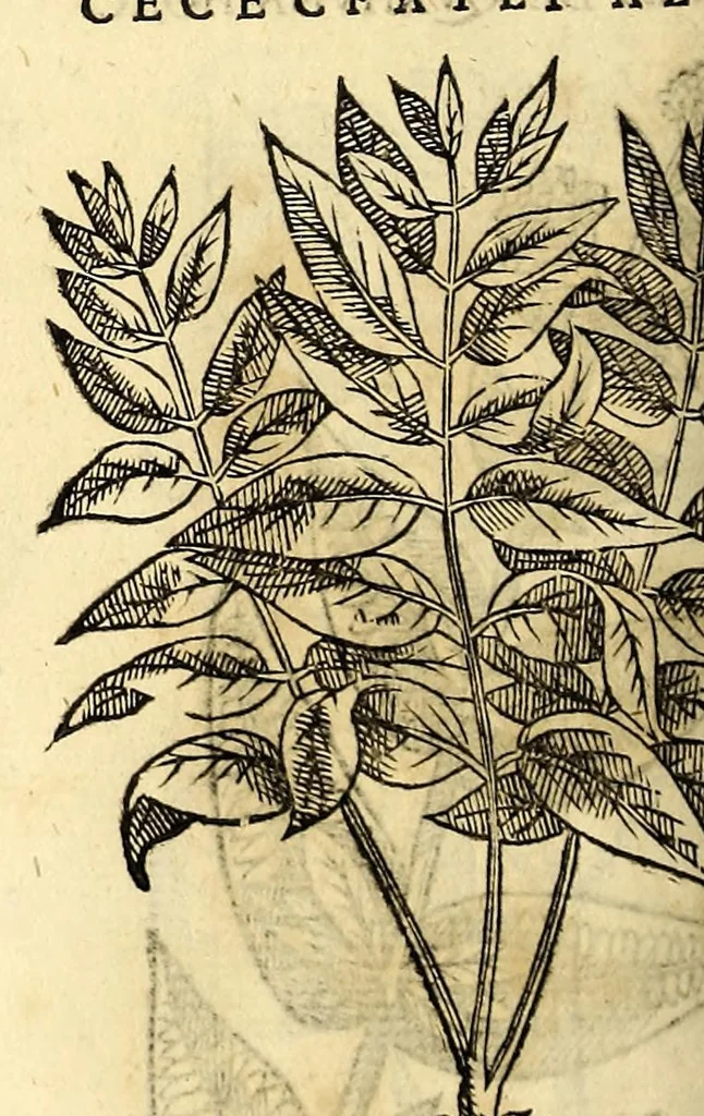 An illustration from Nova plantarum, animalium et mineralium Mexicanorum historia, 1651, leaf 384