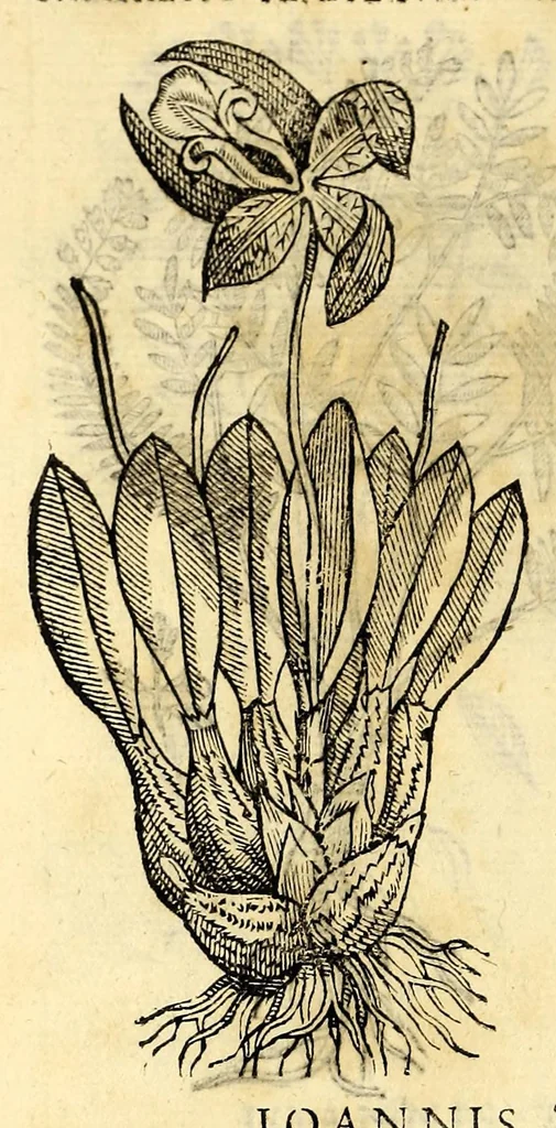 An illustration from Nova plantarum, animalium et mineralium Mexicanorum historia, 1651, leaf 390