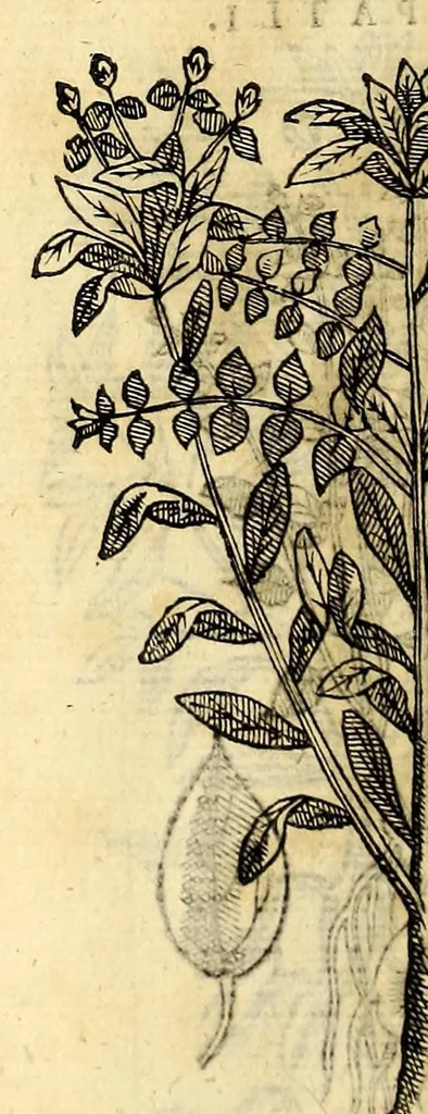 An illustration from Nova plantarum, animalium et mineralium Mexicanorum historia, 1651, leaf 390