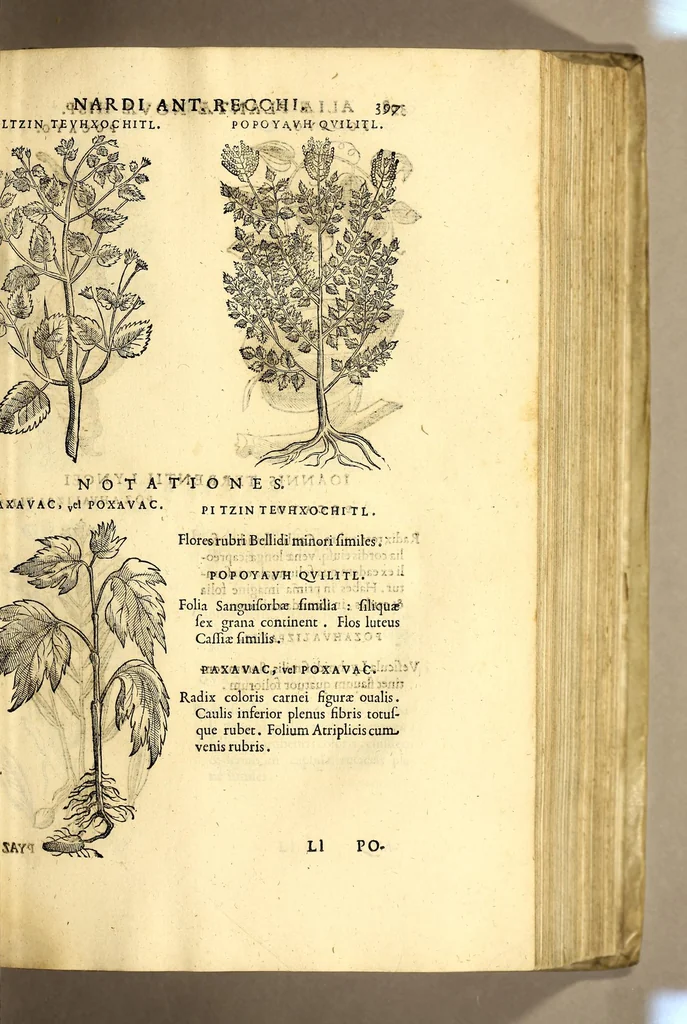 An illustration from Nova plantarum, animalium et mineralium Mexicanorum historia, 1651, leaf 419