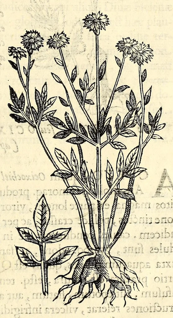 An illustration from Nova plantarum, animalium et mineralium Mexicanorum historia, 1651, leaf 47