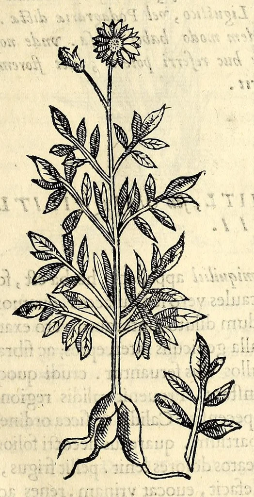 An illustration from Nova plantarum, animalium et mineralium Mexicanorum historia, 1651, leaf 47