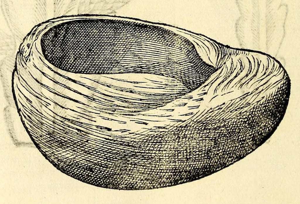 An illustration from Nova plantarum, animalium et mineralium Mexicanorum historia, 1651, leaf 480