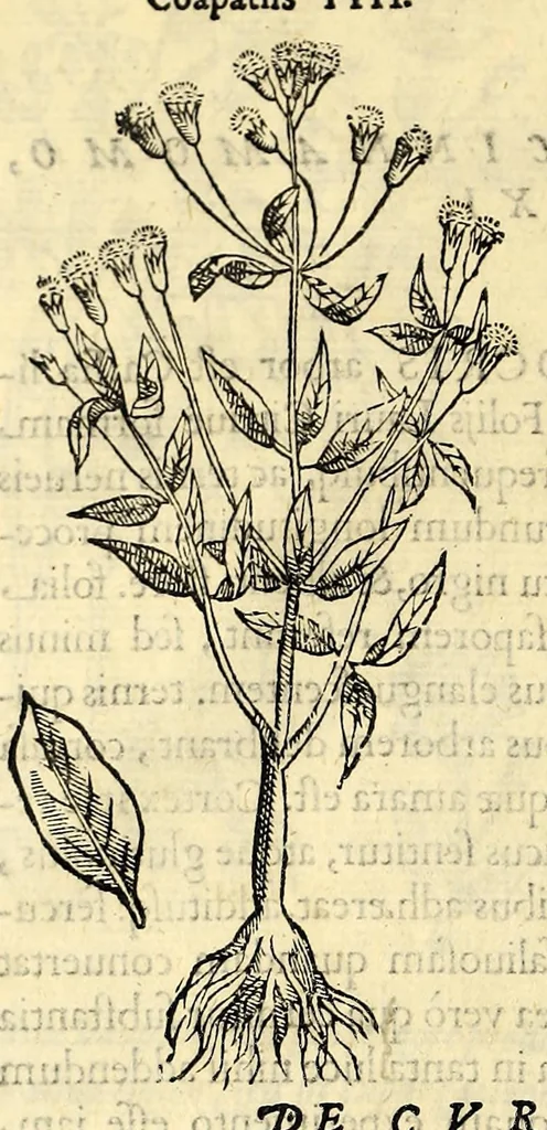 An illustration from Nova plantarum, animalium et mineralium Mexicanorum historia, 1651, leaf 52