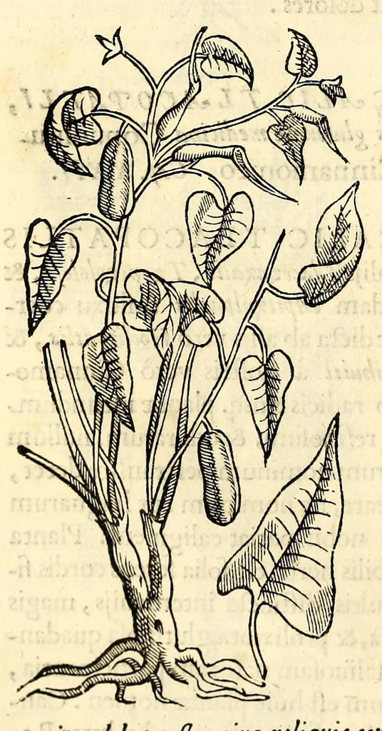 An illustration from Nova plantarum, animalium et mineralium Mexicanorum historia, 1651, leaf 58