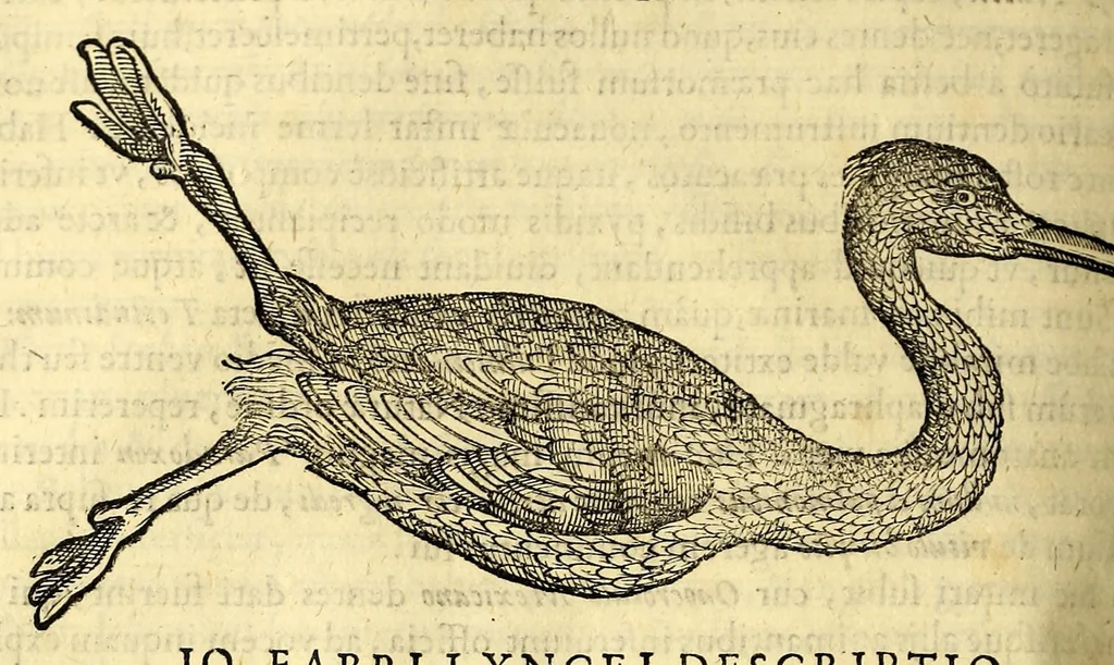 An illustration from Nova plantarum, animalium et mineralium Mexicanorum historia, 1651, leaf 708