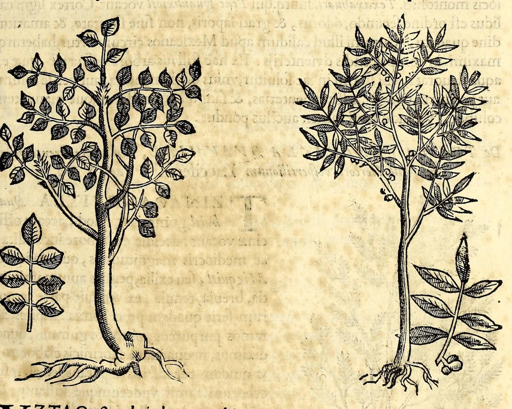 An illustration from Nova plantarum, animalium et mineralium Mexicanorum historia, 1651, leaf 73
