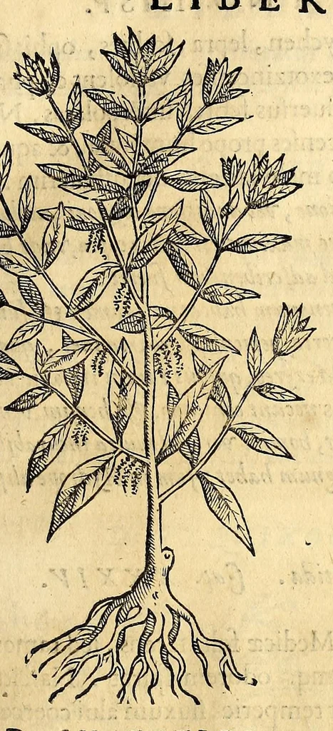 An illustration from Nova plantarum, animalium et mineralium Mexicanorum historia, 1651, leaf 83