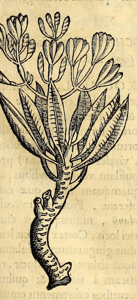 An illustration from Nova plantarum, animalium et mineralium Mexicanorum historia, 1651, leaf 83