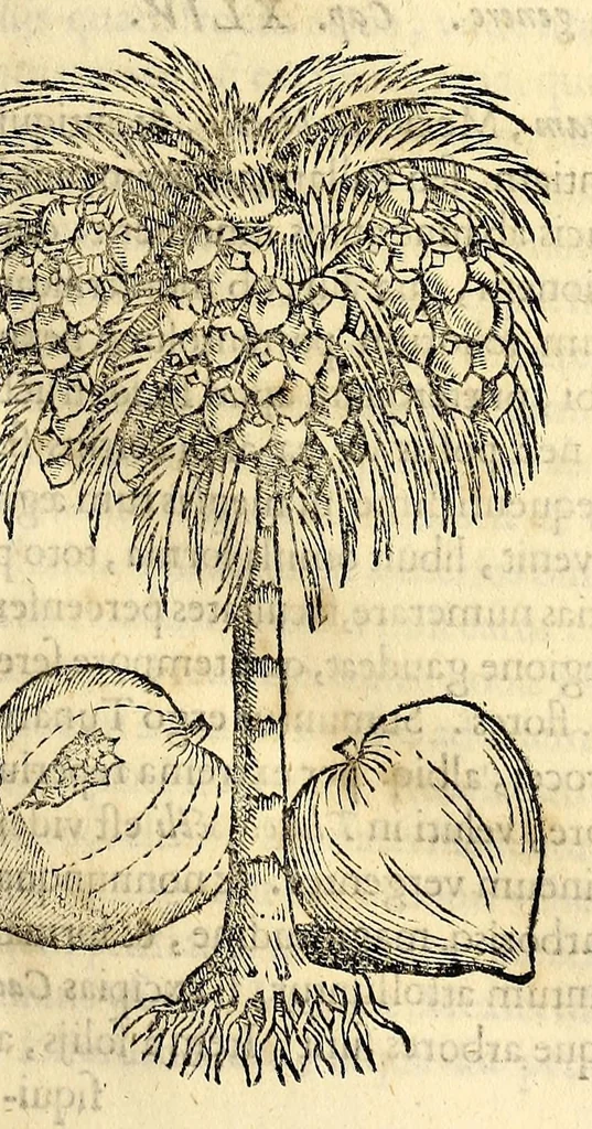 An illustration from Nova plantarum, animalium et mineralium Mexicanorum historia, 1651, leaf 91