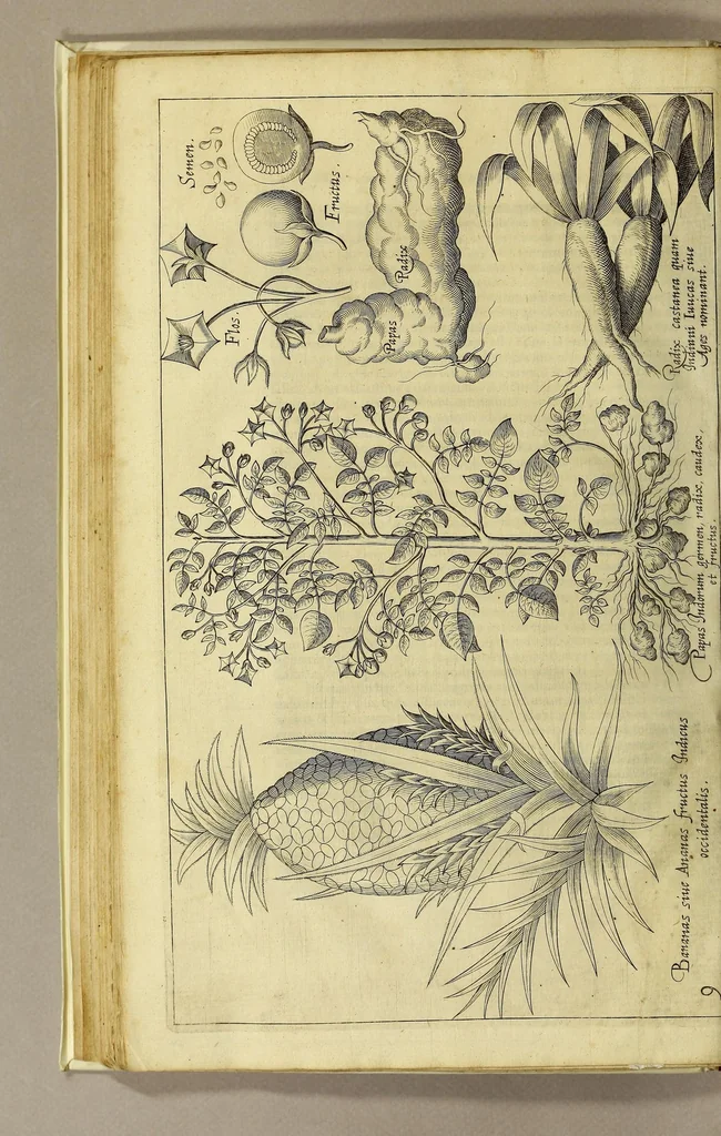 An illustration from Nova typis transacta navigatio. : Novi Orbis Indiæ Occidentalis admodum reverendissimorum PP. ... Dn. Buellii Cataloni abbatis montis Serrati, & in vniversam Americam, sive Novum Orbem sacræ sedis Apostolicæ Romanæ â latere legati, vicarij, ac patriarchæ : sociorumq[ue] monarchorum ex Ordine S.P.N. Benedicti ad suprà dicti Novi Mundi barbaras gentes Christi S. Evangelium prædicandi gratia delegatorum sacerdotum dimissi per S.D.D. Papam Alexandrum VI. Anno Christi. 1492. Nunc primum e varijs scriptoribus in vnum collecta, & figuris ornata., 1621, leaf 90