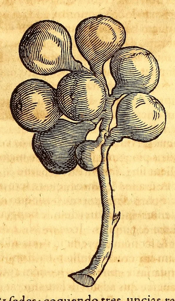 An illustration from Novus orbis seu Descriptionis Indiae Occidentalis, libri XVIII., 1633, leaf 185