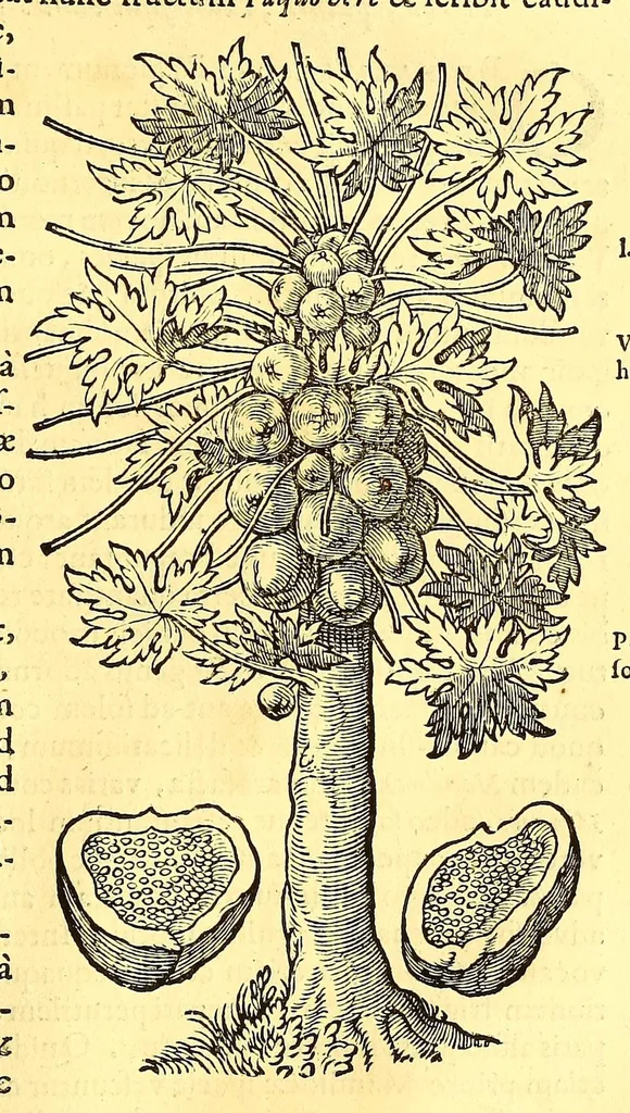 An illustration from Novus orbis seu Descriptionis Indiae Occidentalis, libri XVIII., 1633, leaf 547