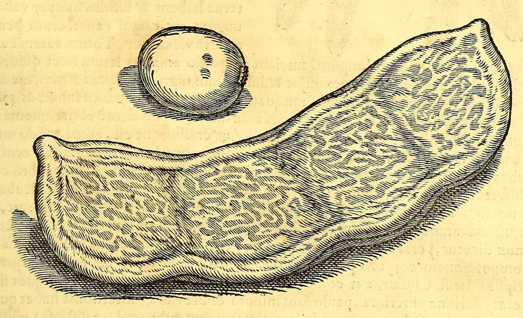 An illustration from Novus orbis seu Descriptionis Indiae Occidentalis, libri XVIII., 1633, leaf 553