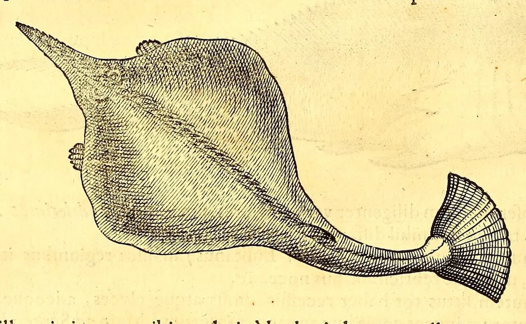 An illustration from Novus orbis seu Descriptionis Indiae Occidentalis, libri XVIII., 1633, leaf 556