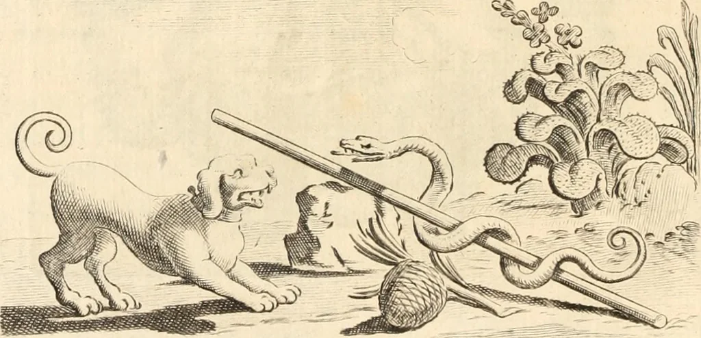 An illustration from Numismata imperatorum romanorum praestantiora a Julio Caesare ad Postumum usque per Joannem Vaillant, 1743, leaf 57