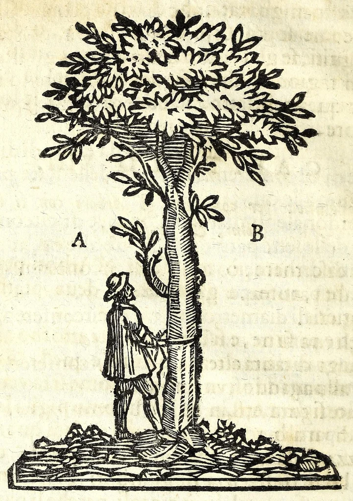 An illustration from Nuoua architettura dell' agrimensura di terre, et acque, 1672, leaf 28