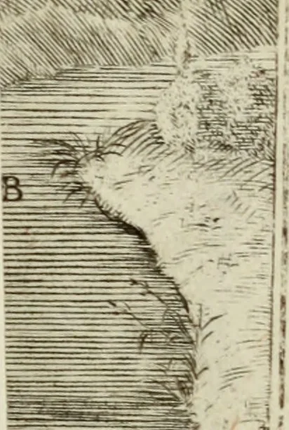 An illustration from Nuova raccolta d'autori, che trattano del moto dell'acque, 1766, leaf 556