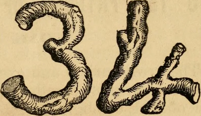 An illustration from Oak Hall pictorial., 1854, leaf 14