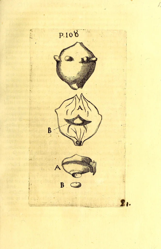 An illustration from Obseruationes circa viuentia, quæ in rebus non viuentibus reperiuntur : Cum micrographia curiosa siue Rerum minutissimarum obseruationibus, quæ ope microscopij recognitæ ad viuum exprimuntur : his accesserunt aliquot animalium testaceorum icones non antea in lucem editæ : omnia curiosorum naturæ exploratorum vtilitati & iucunditati expressa & oblata, 1691, leaf 132