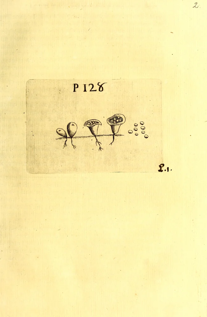 An illustration from Obseruationes circa viuentia, quæ in rebus non viuentibus reperiuntur : Cum micrographia curiosa siue Rerum minutissimarum obseruationibus, quæ ope microscopij recognitæ ad viuum exprimuntur : his accesserunt aliquot animalium testaceorum icones non antea in lucem editæ : omnia curiosorum naturæ exploratorum vtilitati & iucunditati expressa & oblata, 1691, leaf 154