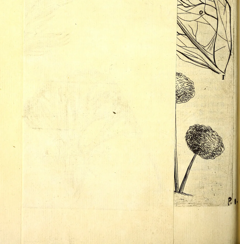 An illustration from Obseruationes circa viuentia, quæ in rebus non viuentibus reperiuntur : Cum micrographia curiosa siue Rerum minutissimarum obseruationibus, quæ ope microscopij recognitæ ad viuum exprimuntur : his accesserunt aliquot animalium testaceorum icones non antea in lucem editæ : omnia curiosorum naturæ exploratorum vtilitati & iucunditati expressa & oblata, 1691, leaf 167