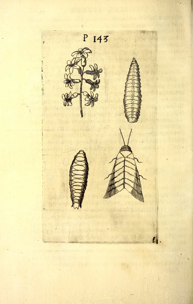 An illustration from Obseruationes circa viuentia, quæ in rebus non viuentibus reperiuntur : Cum micrographia curiosa siue Rerum minutissimarum obseruationibus, quæ ope microscopij recognitæ ad viuum exprimuntur : his accesserunt aliquot animalium testaceorum icones non antea in lucem editæ : omnia curiosorum naturæ exploratorum vtilitati & iucunditati expressa & oblata, 1691, leaf 177