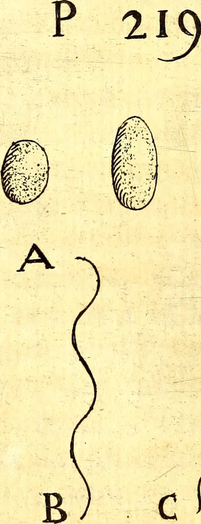 An illustration from Obseruationes circa viuentia, quæ in rebus non viuentibus reperiuntur : Cum micrographia curiosa siue Rerum minutissimarum obseruationibus, quæ ope microscopij recognitæ ad viuum exprimuntur : his accesserunt aliquot animalium testaceorum icones non antea in lucem editæ : omnia curiosorum naturæ exploratorum vtilitati & iucunditati expressa & oblata, 1691, leaf 263