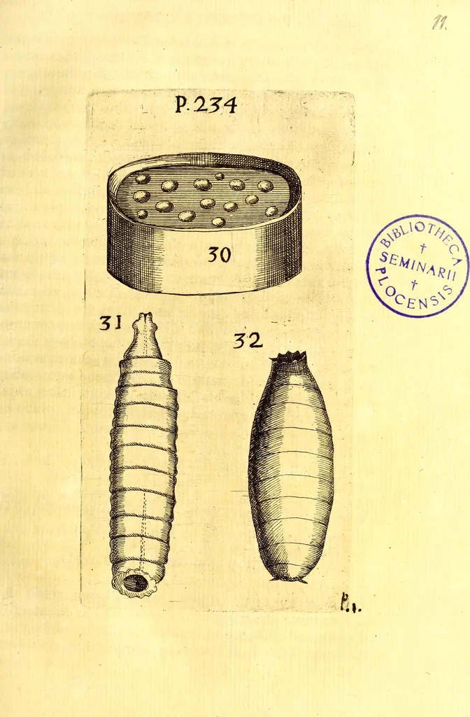 An illustration from Obseruationes circa viuentia, quæ in rebus non viuentibus reperiuntur : Cum micrographia curiosa siue Rerum minutissimarum obseruationibus, quæ ope microscopij recognitæ ad viuum exprimuntur : his accesserunt aliquot animalium testaceorum icones non antea in lucem editæ : omnia curiosorum naturæ exploratorum vtilitati & iucunditati expressa & oblata, 1691, leaf 280