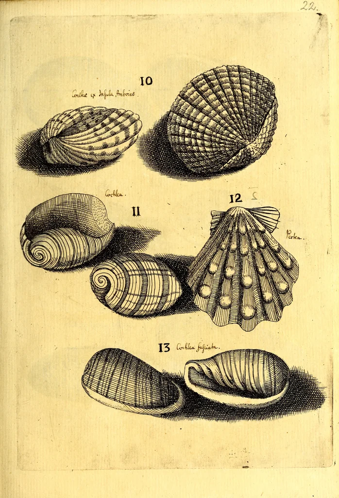 An illustration from Obseruationes circa viuentia, quæ in rebus non viuentibus reperiuntur : Cum micrographia curiosa siue Rerum minutissimarum obseruationibus, quæ ope microscopij recognitæ ad viuum exprimuntur : his accesserunt aliquot animalium testaceorum icones non antea in lucem editæ : omnia curiosorum naturæ exploratorum vtilitati & iucunditati expressa & oblata, 1691, leaf 384