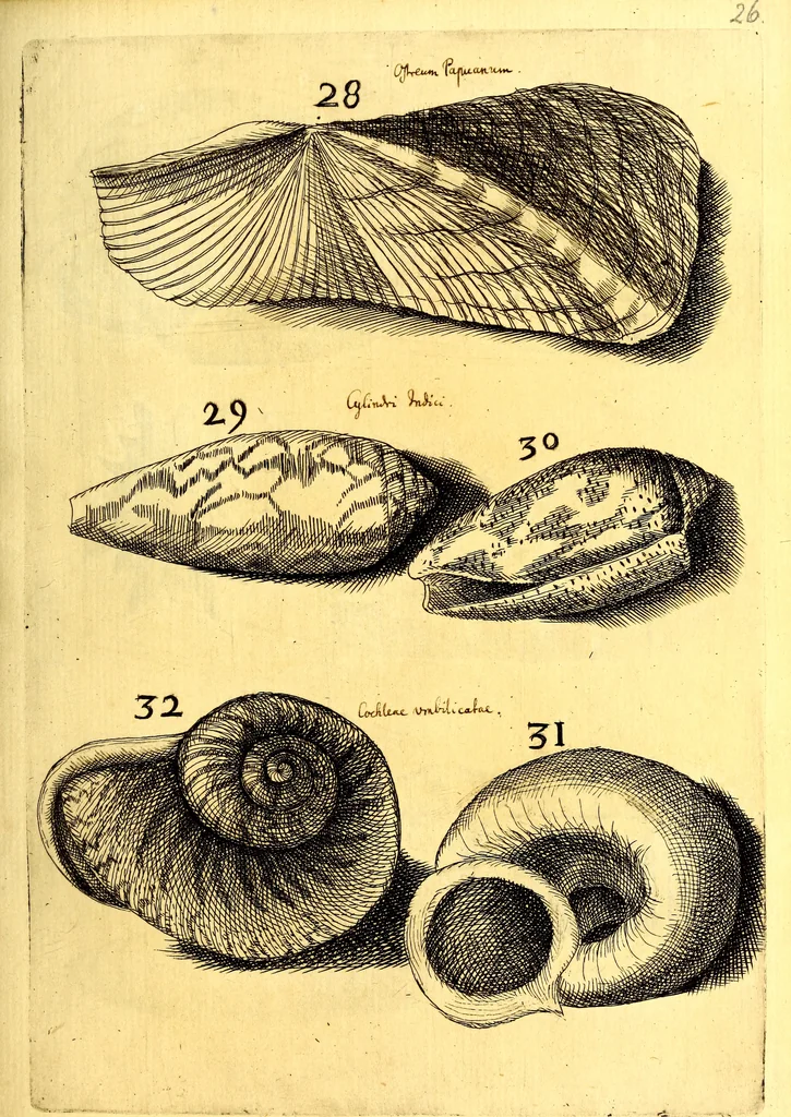 An illustration from Obseruationes circa viuentia, quæ in rebus non viuentibus reperiuntur : Cum micrographia curiosa siue Rerum minutissimarum obseruationibus, quæ ope microscopij recognitæ ad viuum exprimuntur : his accesserunt aliquot animalium testaceorum icones non antea in lucem editæ : omnia curiosorum naturæ exploratorum vtilitati & iucunditati expressa & oblata, 1691, leaf 392