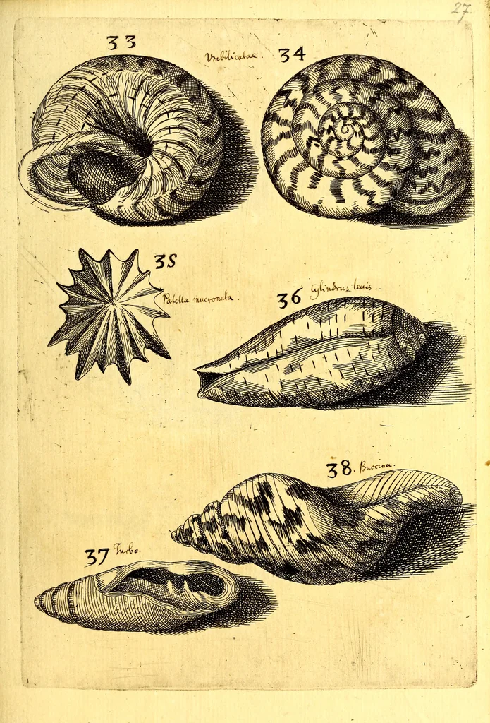 An illustration from Obseruationes circa viuentia, quæ in rebus non viuentibus reperiuntur : Cum micrographia curiosa siue Rerum minutissimarum obseruationibus, quæ ope microscopij recognitæ ad viuum exprimuntur : his accesserunt aliquot animalium testaceorum icones non antea in lucem editæ : omnia curiosorum naturæ exploratorum vtilitati & iucunditati expressa & oblata, 1691, leaf 394