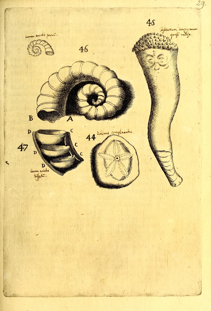 An illustration from Obseruationes circa viuentia, quæ in rebus non viuentibus reperiuntur : Cum micrographia curiosa siue Rerum minutissimarum obseruationibus, quæ ope microscopij recognitæ ad viuum exprimuntur : his accesserunt aliquot animalium testaceorum icones non antea in lucem editæ : omnia curiosorum naturæ exploratorum vtilitati & iucunditati expressa & oblata, 1691, leaf 398