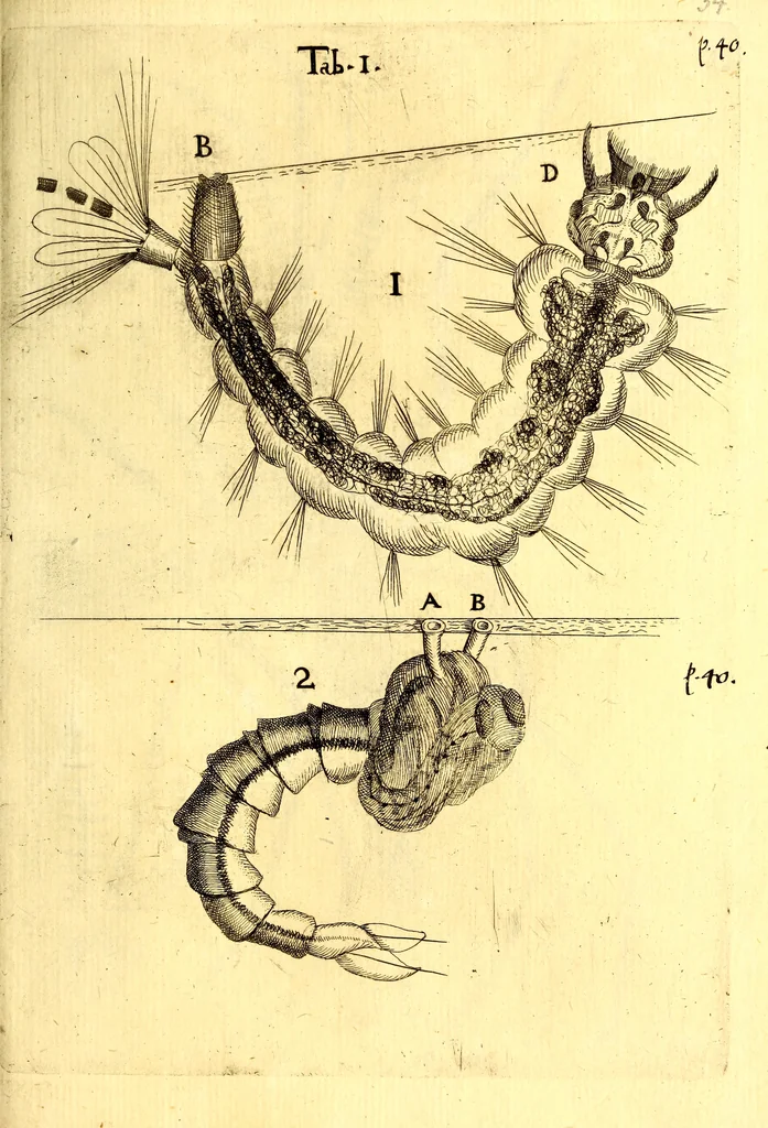 An illustration from Obseruationes circa viuentia, quæ in rebus non viuentibus reperiuntur : Cum micrographia curiosa siue Rerum minutissimarum obseruationibus, quæ ope microscopij recognitæ ad viuum exprimuntur : his accesserunt aliquot animalium testaceorum icones non antea in lucem editæ : omnia curiosorum naturæ exploratorum vtilitati & iucunditati expressa & oblata, 1691, leaf 546