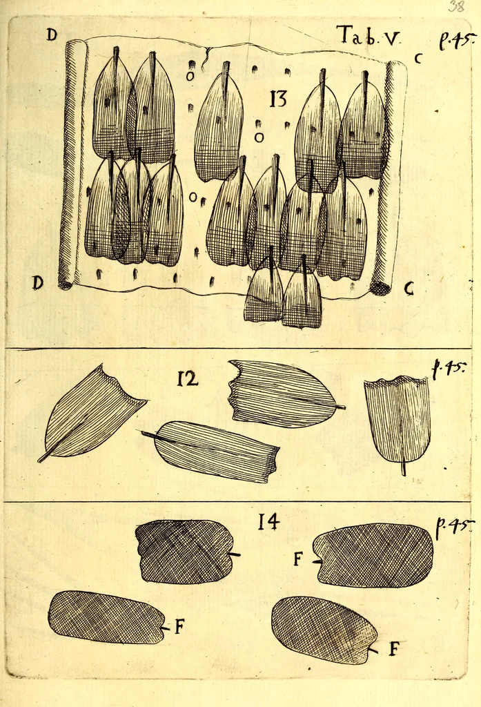 An illustration from Obseruationes circa viuentia, quæ in rebus non viuentibus reperiuntur : Cum micrographia curiosa siue Rerum minutissimarum obseruationibus, quæ ope microscopij recognitæ ad viuum exprimuntur : his accesserunt aliquot animalium testaceorum icones non antea in lucem editæ : omnia curiosorum naturæ exploratorum vtilitati & iucunditati expressa & oblata, 1691, leaf 554