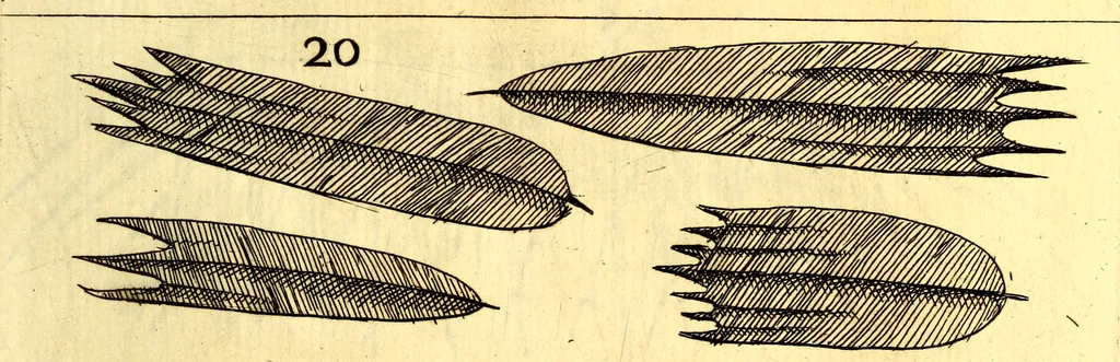 An illustration from Obseruationes circa viuentia, quæ in rebus non viuentibus reperiuntur : Cum micrographia curiosa siue Rerum minutissimarum obseruationibus, quæ ope microscopij recognitæ ad viuum exprimuntur : his accesserunt aliquot animalium testaceorum icones non antea in lucem editæ : omnia curiosorum naturæ exploratorum vtilitati & iucunditati expressa & oblata, 1691, leaf 558